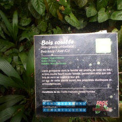 Guadeloupe