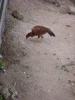 poulet
