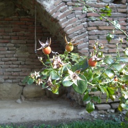 Roumanie